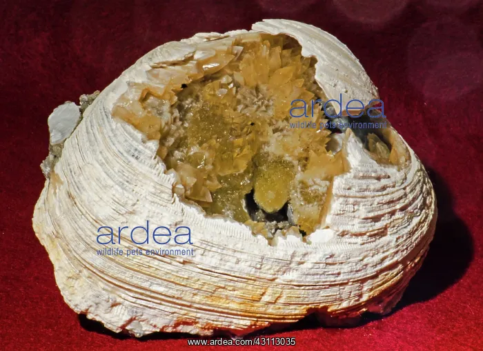  : Fossil Clam with Calcite Crystals