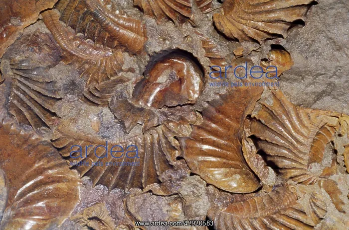 : Fossil Clams - hard parts of shell unaltered : Fossil Clams - hard parts of shell unaltered