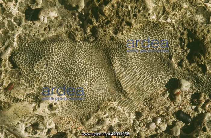 : Fossil colonial coral embedded in marine limestone : Fossil colonial coral embedded in marine limestone