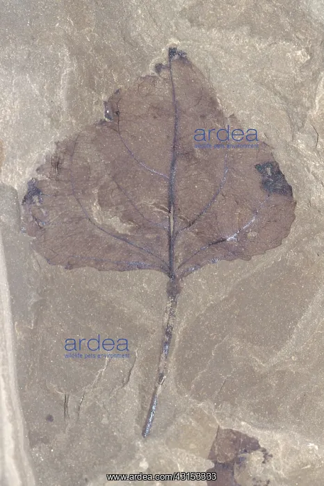 : Fossil Cottonwood Leaf : Fossil Cottonwood Leaf