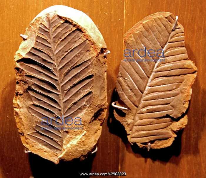: Fossil and its counterpart - Pteridosperm from : Fossil and its counterpart - Pteridosperm from