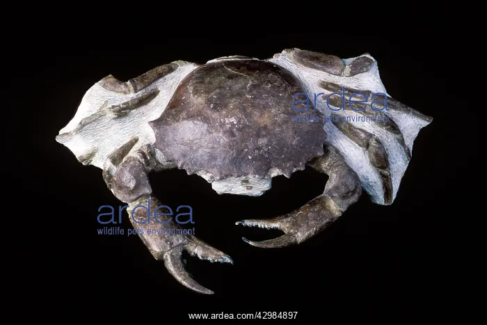 : Fossil Crab - Size: body width 8.8 cm total specimen: : Fossil Crab - Size: body width 8.8 cm total specimen: