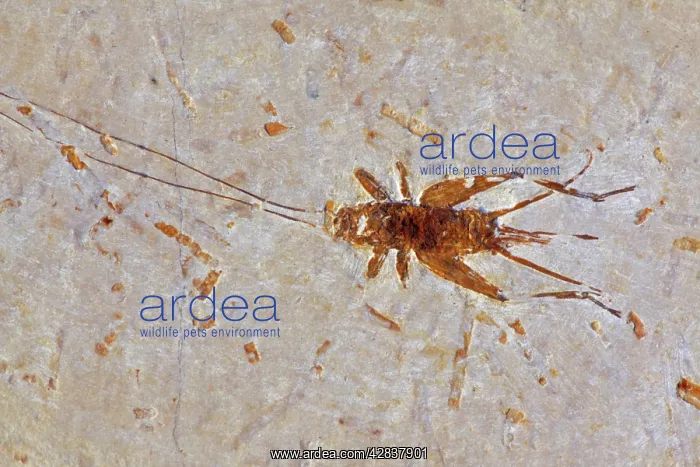  : Fossil Cricket - Santana Formation