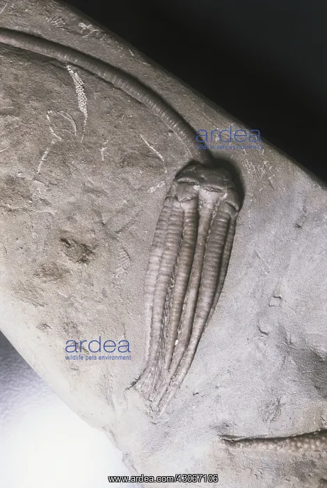 : Fossil Crinoid : Fossil Crinoid