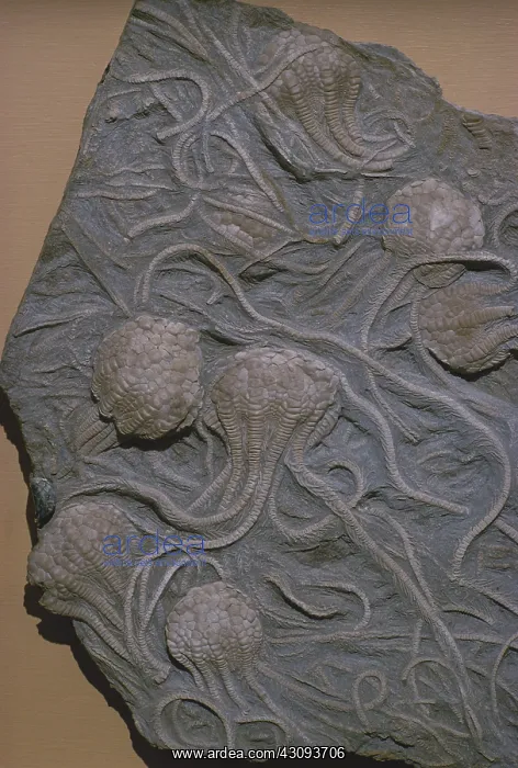  : Fossil Crinoid