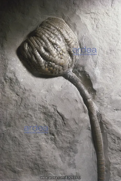 : Fossil Crinoid : Fossil Crinoid