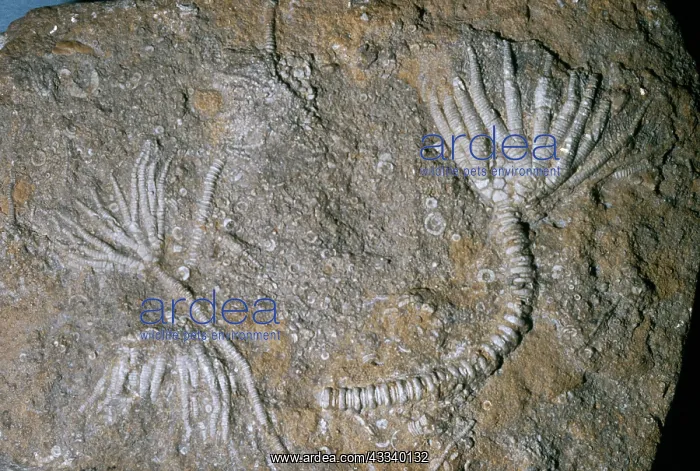 : Fossil - crinoid : Fossil - crinoid