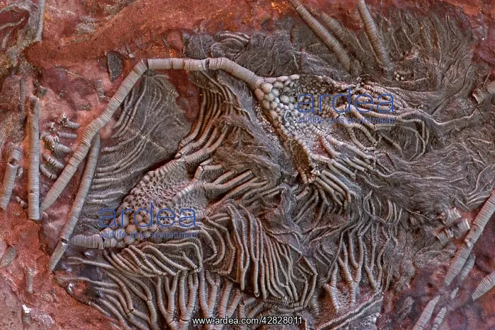 : Fossil Crinoid (Cephocrinitis) - Erfoud South Morocco : Fossil Crinoid (Cephocrinitis) - Erfoud South Morocco
