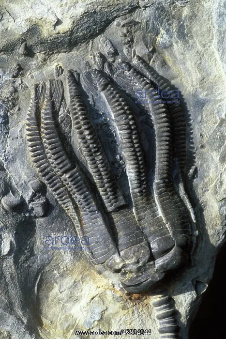 : Fossil - Crinoid - Encrinus liliformis - Triassic : Fossil - Crinoid - Encrinus liliformis - Triassic