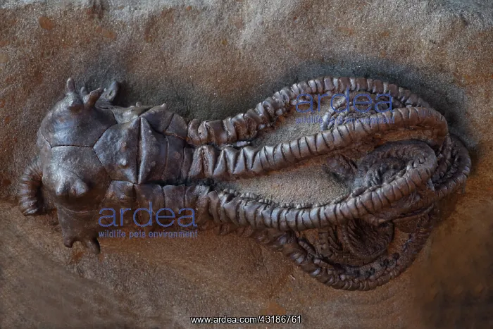 : Fossil Crinoid (Jimbacrinus bostocki) - Early Permian : Fossil Crinoid (Jimbacrinus bostocki) - Early Permian