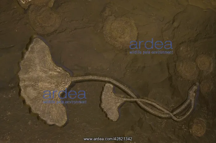 : Fossil Crinoid - Jurassic : Fossil Crinoid - Jurassic