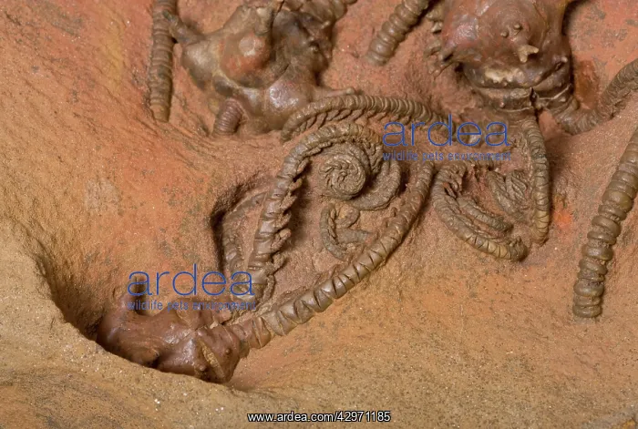 : Fossil crinoid, sea lillies - Primary era - Permien : Fossil crinoid, sea lillies - Primary era - Permien