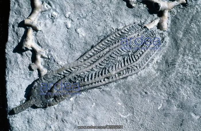 : Fossil - Crinoid. Size 5 in. Mississippian (Carboniferrous) : Fossil - Crinoid. Size 5 in. Mississippian (Carboniferrous)