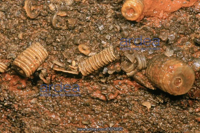 : Fossil Crinoids : Fossil Crinoids