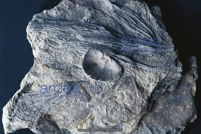 : Fossil Crinoids and Brachiopods : Fossil Crinoids and Brachiopods