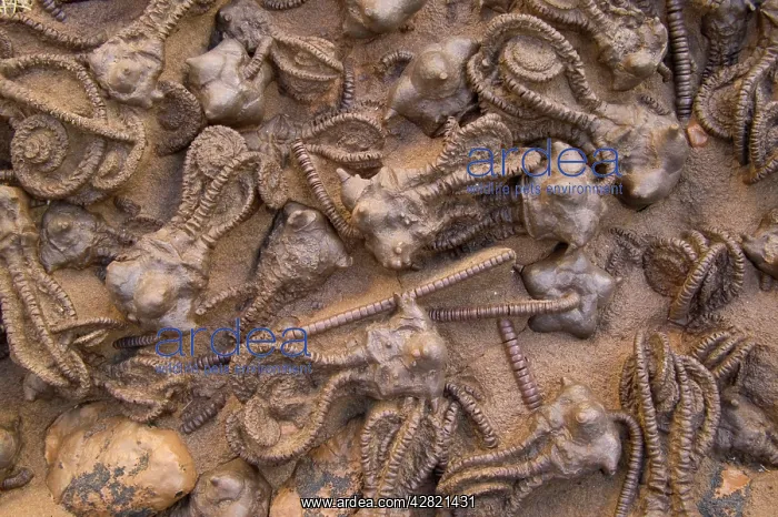 : Fossil Crinoids - Jimbacrinus Bostocki - Permian : Fossil Crinoids - Jimbacrinus Bostocki - Permian