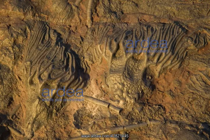 : Fossil - Crinoids. Silurian. Devonian : Fossil - Crinoids. Silurian. Devonian