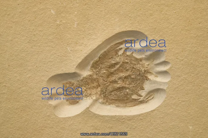 : Fossil Crustacean - Extinct marine invertebrate, Jurassic : Fossil Crustacean - Extinct marine invertebrate, Jurassic