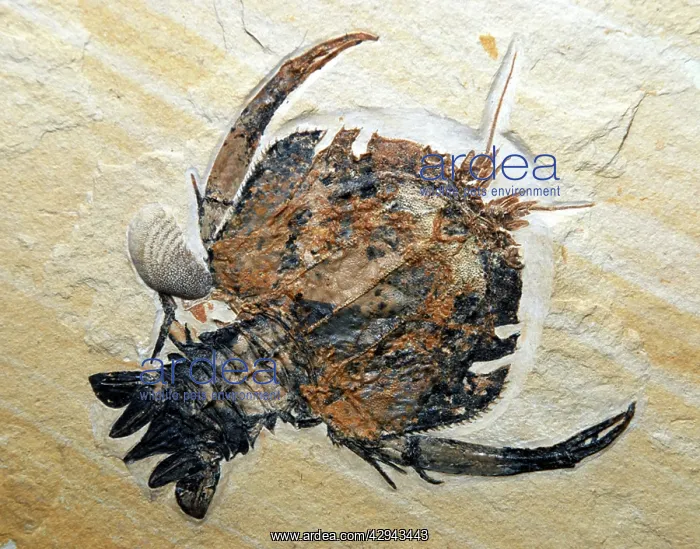 : Fossil crustacean; Jurassic, Bavaria : Fossil crustacean; Jurassic, Bavaria