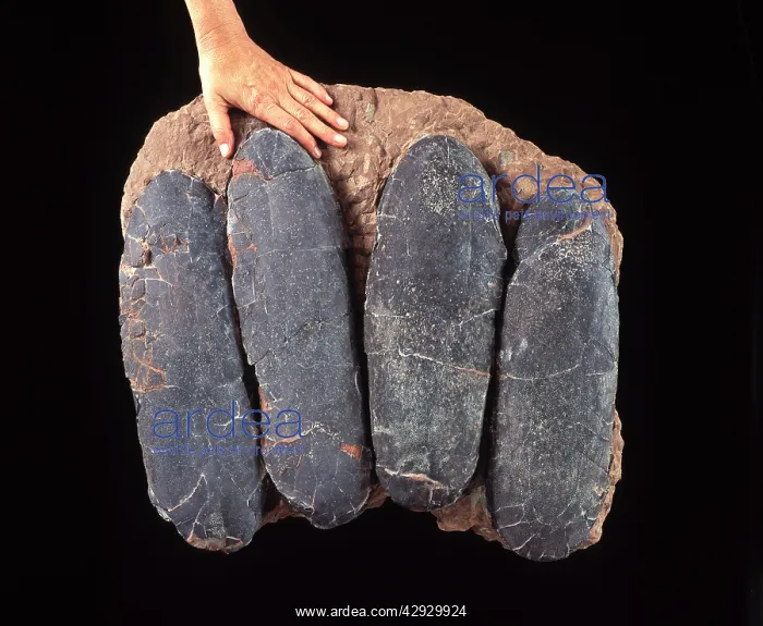 : FOSSIL- Dinosaur Eggs : FOSSIL- Dinosaur Eggs