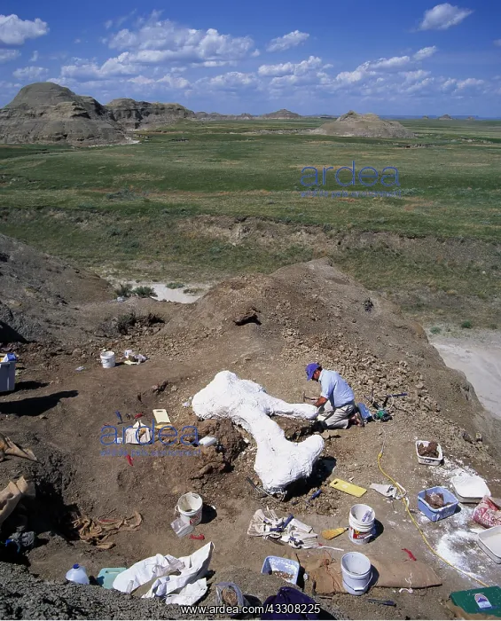  : FOSSIL - DINOSAUR EXCAVATION - Tyrannosaurus Rex, Hip Bone