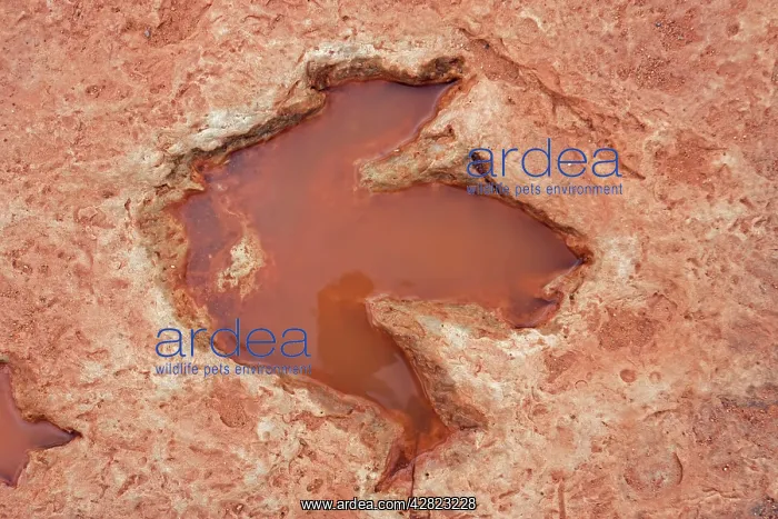 : Fossil Dinosaur Footprint (Theropod) : Fossil Dinosaur Footprint (Theropod)