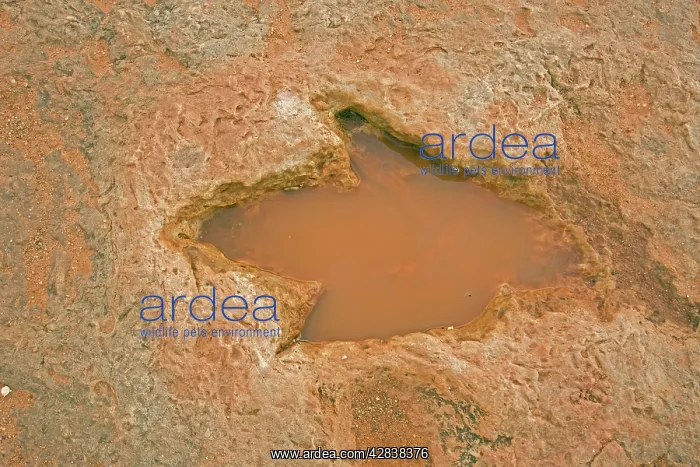 : Fossil Dinosaur Footprint (Theropod) : Fossil Dinosaur Footprint (Theropod)