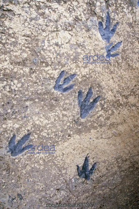 : Fossil Dinosaur Tracks - Jurassic, predaceous therapod : Fossil Dinosaur Tracks - Jurassic, predaceous therapod