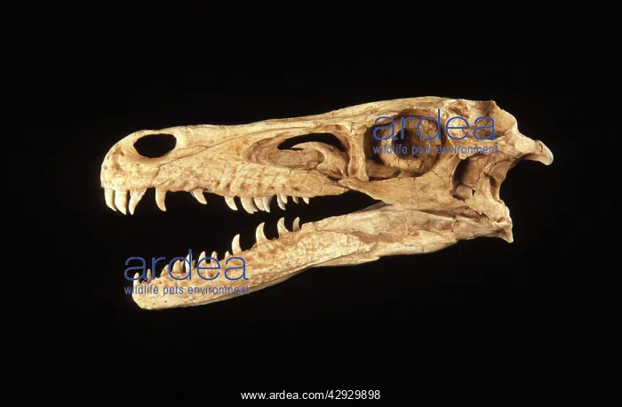  : FOSSIL - Dinosaurs, Theropods fossil - Skull