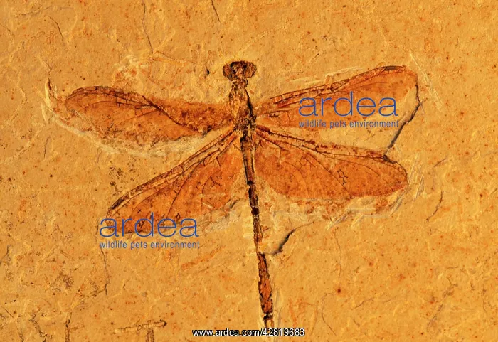 : Fossil - Dragonfly : Fossil - Dragonfly