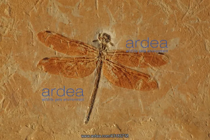: Fossil Dragonfly - Cordulagomphus fenestratus - : Fossil Dragonfly - Cordulagomphus fenestratus -