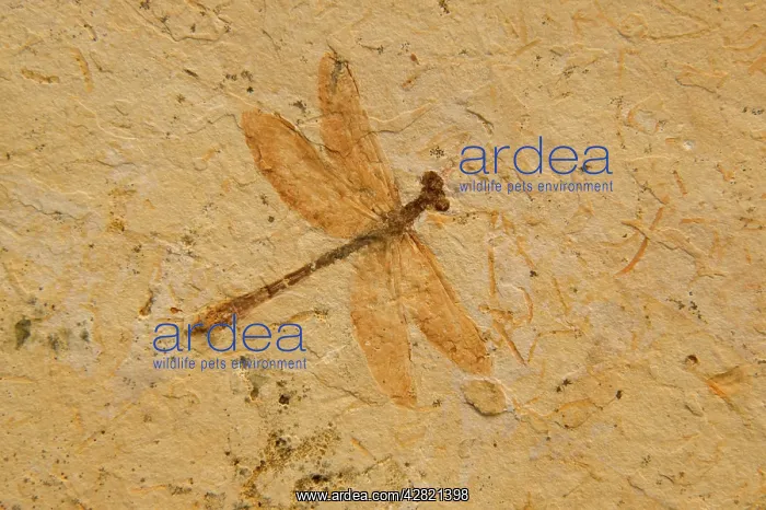 : Fossil - Dragonfly, species unknown : Fossil - Dragonfly, species unknown