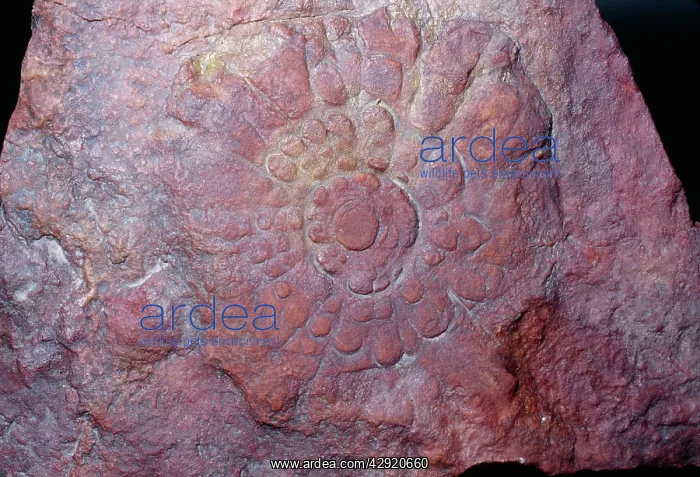: FOSSIL - Ediacaran Fauna - (Precambrian) : FOSSIL - Ediacaran Fauna - (Precambrian)
