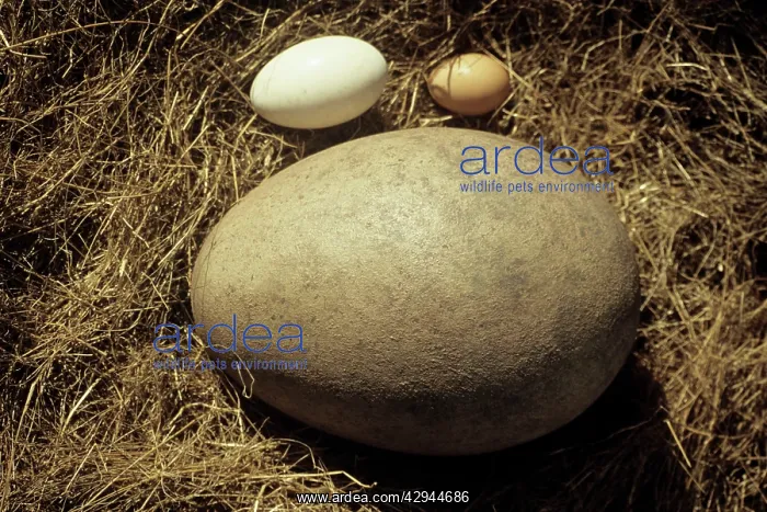 : Fossil egg of the Elephant bird with hen and goose : Fossil egg of the Elephant bird with hen and goose