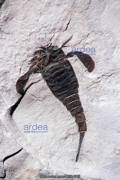 : Fossil - Eurypterus remipes - Length specimen: : Fossil - Eurypterus remipes - Length specimen: