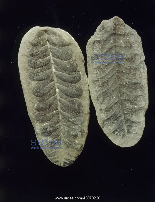 : Fossil fern : Fossil fern
