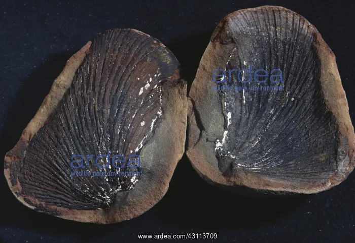 : Fossil Fern Leaf : Fossil Fern Leaf