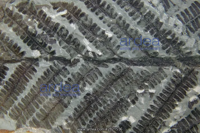 : Fossil Fern - Permian : Fossil Fern - Permian