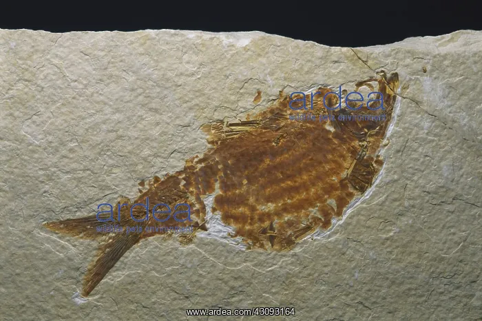 : Fossil Fish : Fossil Fish