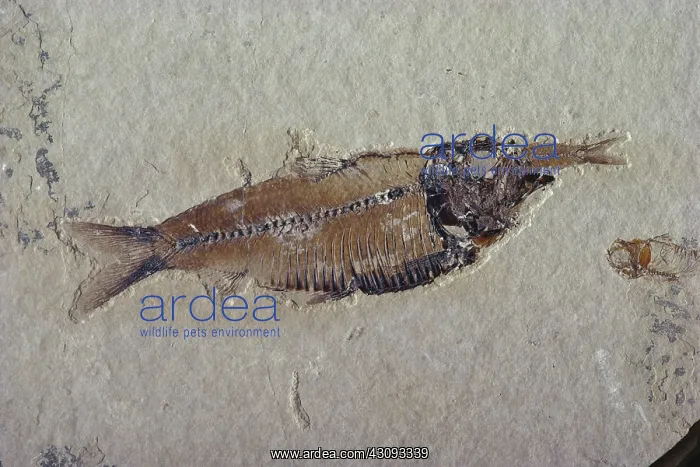 : Fossil Fish : Fossil Fish