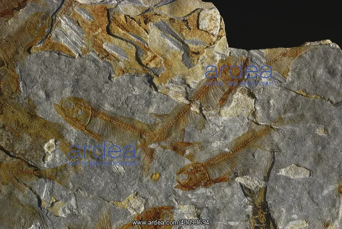 : Fossil Fish : Fossil Fish