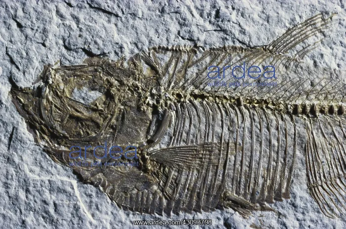 : Fossil Fish : Fossil Fish