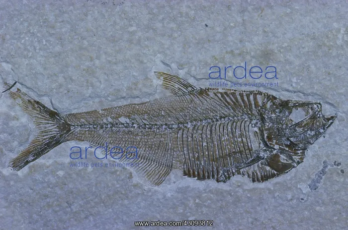 : Fossil Fish : Fossil Fish