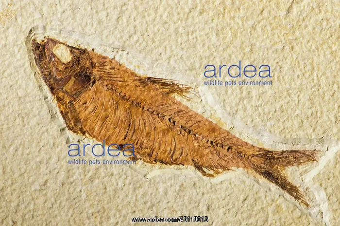 : Fossil Fish : Fossil Fish