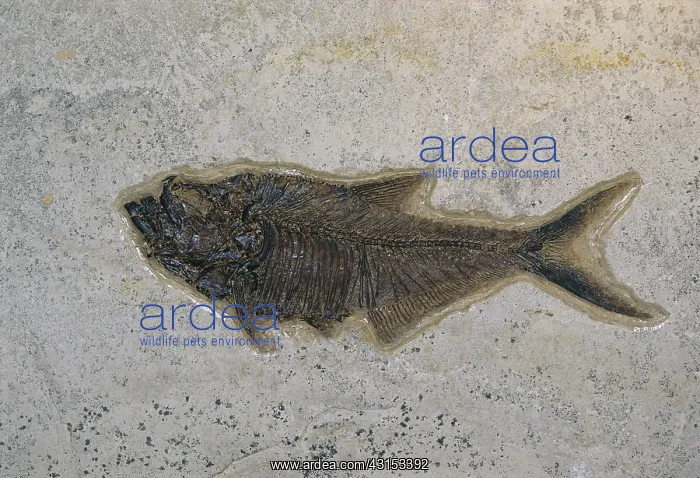 : Fossil Fish : Fossil Fish
