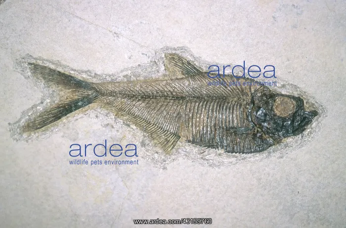 : Fossil Fish : Fossil Fish