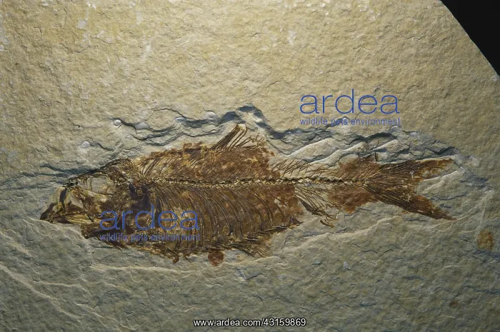 : Fossil Fish : Fossil Fish