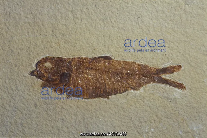 : Fossil Fish : Fossil Fish