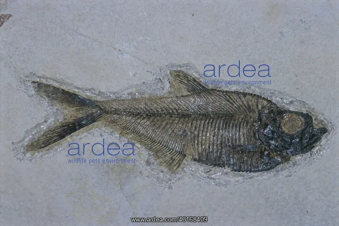 : Fossil Fish : Fossil Fish