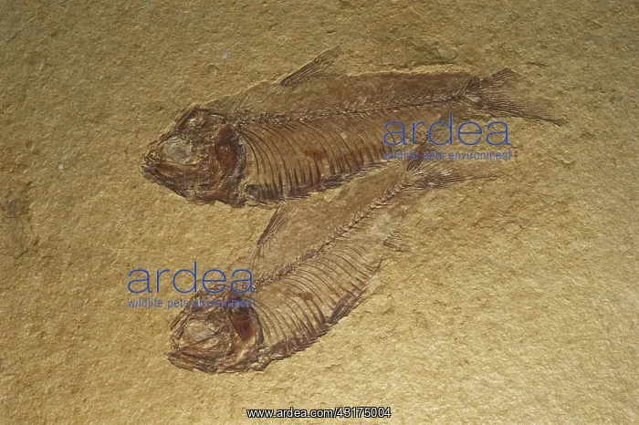 : Two Fossil Fish : Two Fossil Fish